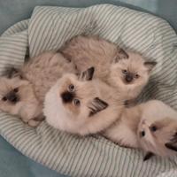 Splendide cucciole Ragdoll