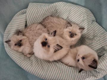 Splendide cucciole Ragdoll