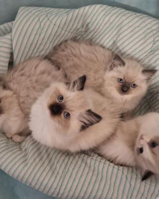 Splendide cucciole Ragdoll