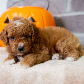 Cucciolo di razza di piccola taglia valuto