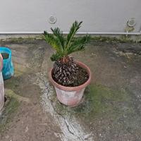 Cycas 