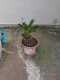 Cycas 