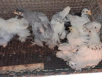 Galline ornamentali