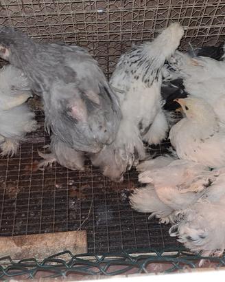 Galline ornamentali