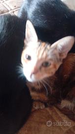 Gattini