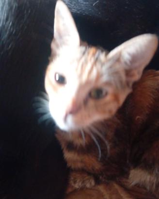 Gattini
