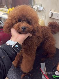 Barboncino nano red brown