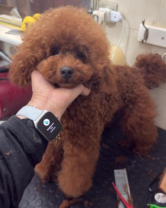 Barboncino nano red brown