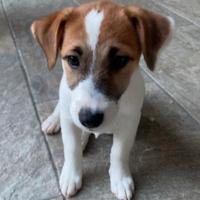 Cuccioli jack russell