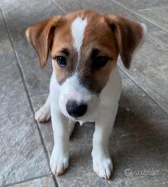 Cuccioli jack russell