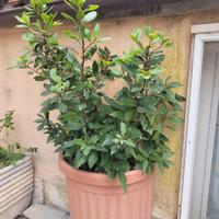 pianta alloro in vaso