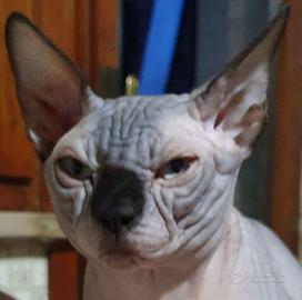 Sphynx stallone