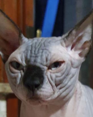 Sphynx stallone