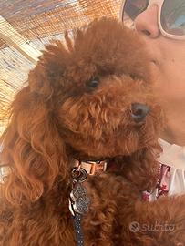Ermes splendido maschio toy disponibile per monta