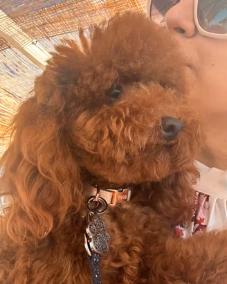 Ermes splendido maschio toy disponibile per monta