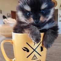 Spitz tedesco/Volpino di Pomerania