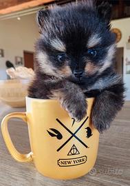 Spitz tedesco/Volpino di Pomerania