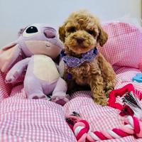 Cucciola femmina barboncino albicocca