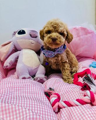 Cucciola femmina barboncino albicocca