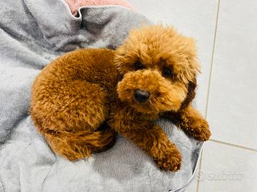 Barboncino per accoppiamento