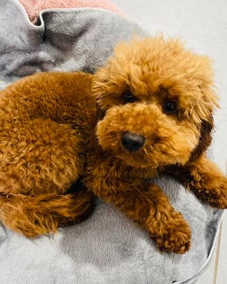 Barboncino per accoppiamento