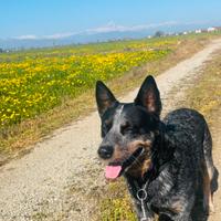 Cattel dog (pastore australiano)