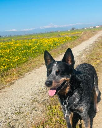 Cattel dog (pastore australiano)