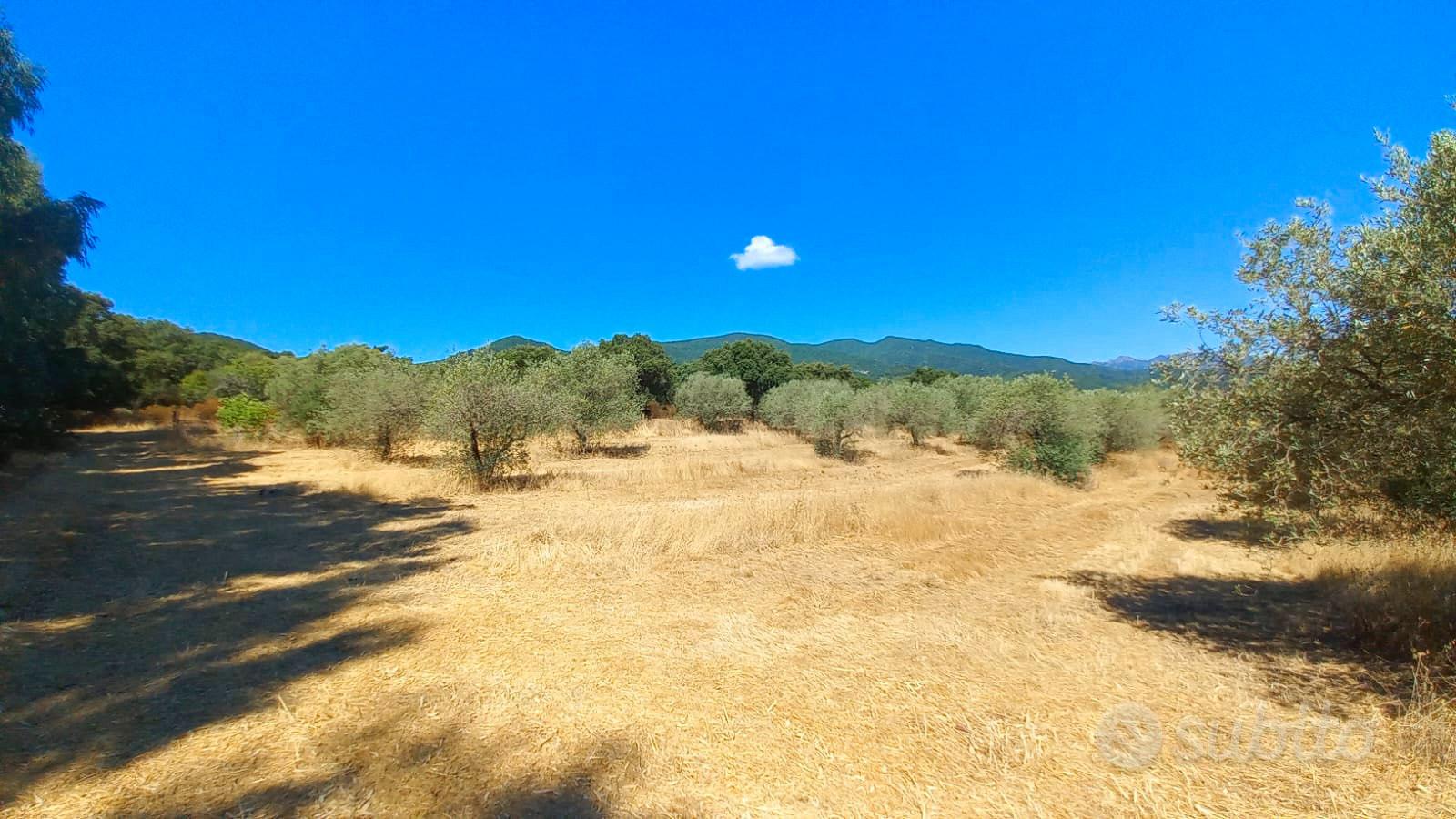 Terreno agricolo con ulivi e querce secolari - Altro