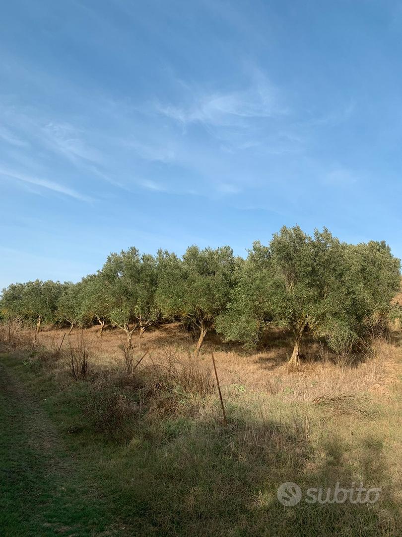 Olivetto ( leggi annuncio ) - Vista 2