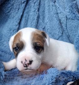 Cucciola abbandonata in adozione