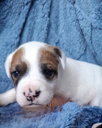 Cucciola abbandonata in adozione
