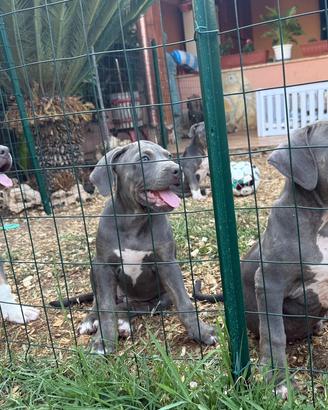 Pitbull