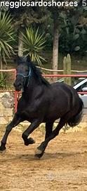Puledra frisone con doc.Olandesi