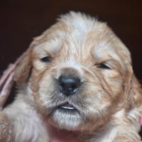 CUCCIOLI Golden Retriever