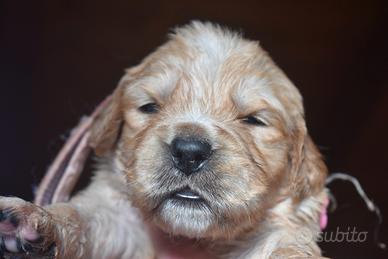 CUCCIOLI Golden Retriever