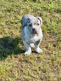 Cucciolo American bully