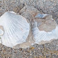 FOSSILI in pietra calcarea di conchiglie
