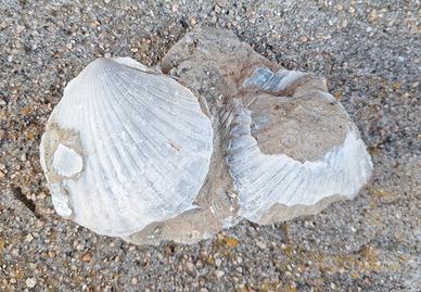 FOSSILI in pietra calcarea di conchiglie