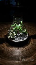 Terrarium led
