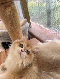 British longhair