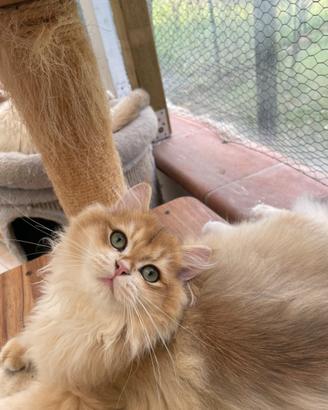 British longhair
