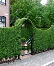 Esperienza nel taglio dell'erba del giardino