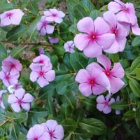pervinca rosa