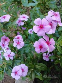 pervinca rosa