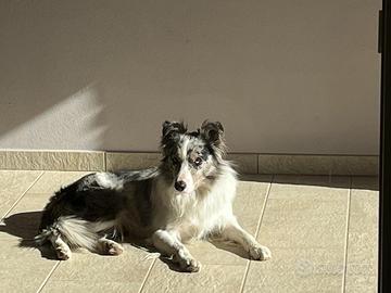 Border collie per monte