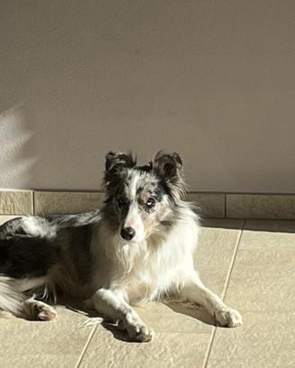 Border collie per monte