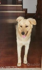 Cane meticcio