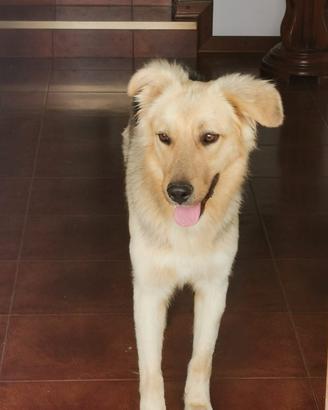 Cane meticcio