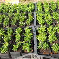 PIANTINE DI MIRTO SARDO, NOVE PIANTINE