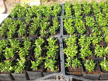 PIANTINE DI MIRTO SARDO, NOVE PIANTINE